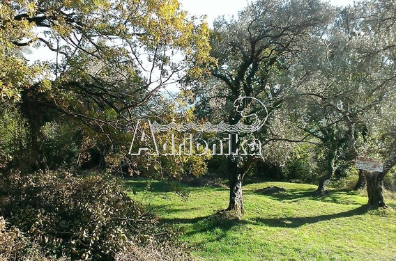 Участок в Тивате - фото