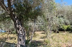 Участок с оливковыми деревьями, вблизи старого города Бар