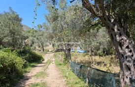 Участок с оливковыми деревьями, вблизи старого города Бар