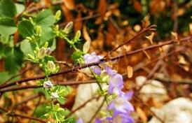 Участок в Ораховце, урбанизирован, 200м от моря