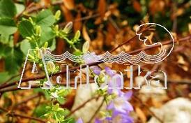 Участок в Ораховце, урбанизирован, 200м от моря